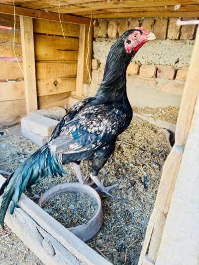 sawa patha for sale. active and healthy