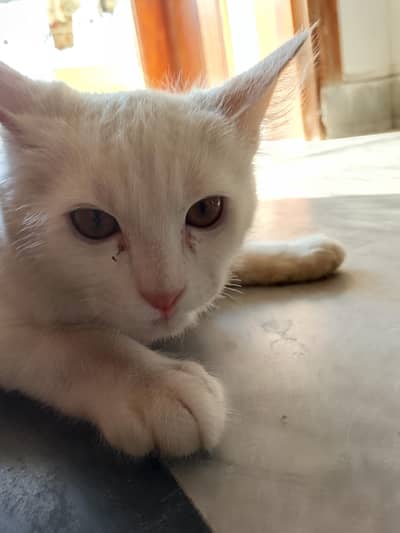 so cute cat eyes color Brown and baby cat