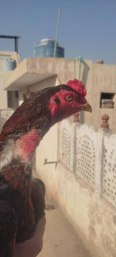 aseel lakha murga aseel mushki murgi