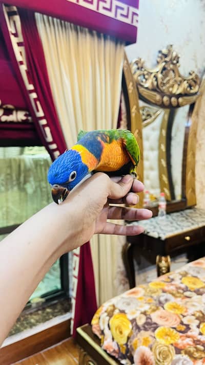 Red collar Lori full hand tamed chick