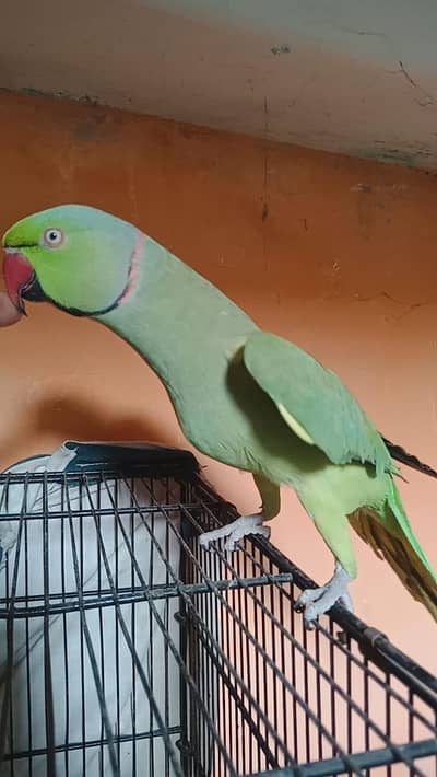 ring neck face to face TALKING