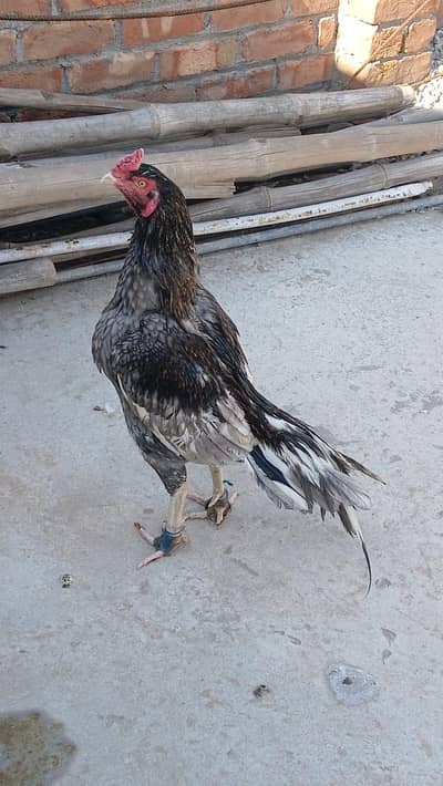 Pure Aseel Murgha for Sale