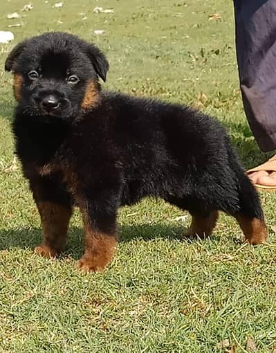 German shepherd | male Puppy | Dog for sale | Long coat