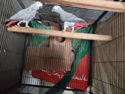 African grey parrot urgently sale. . .