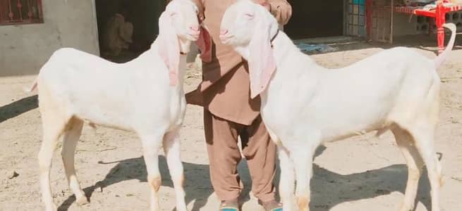 2 Bakre Qurbani ke liye for sale/ 03225280183