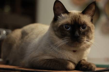 Male siamese breeder cat for sale