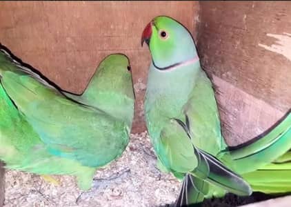 piar with eggs green chik male pineapple female