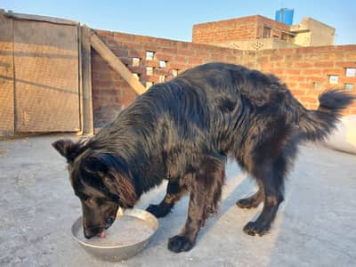 LONG COATED BLACK GERMAN SHEPHERD