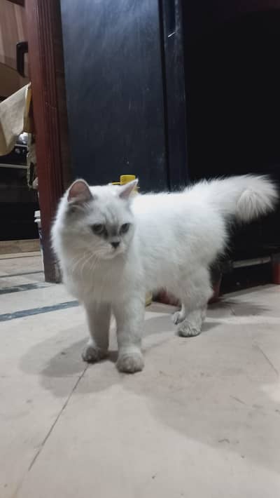 Healthy Himalayan Cat for Sale