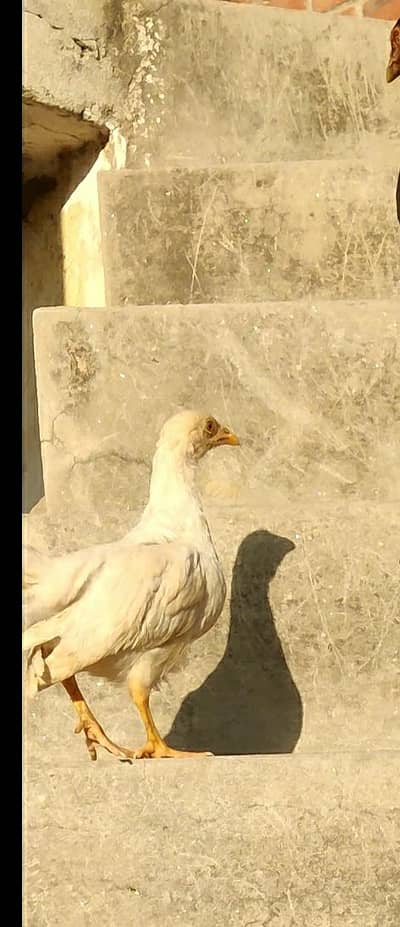 aseel & dasi cross chuza