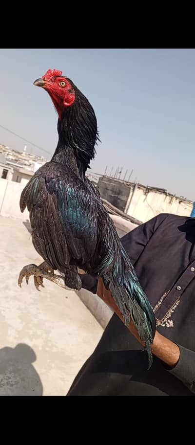 aseel murga mushka lassani 03498200770