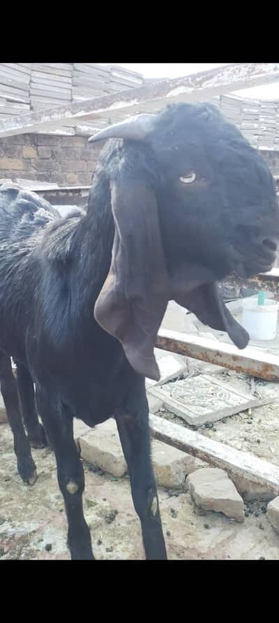 Khasii Bakra 03127142751