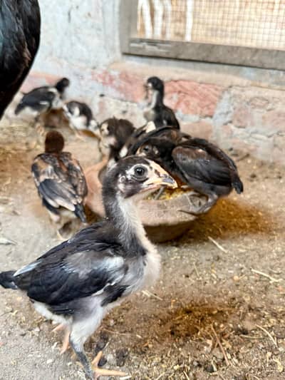 Aseel Thai | thai chicks / Aseel thai burmi chicks / Aseel for sales