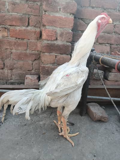 shamo male and female