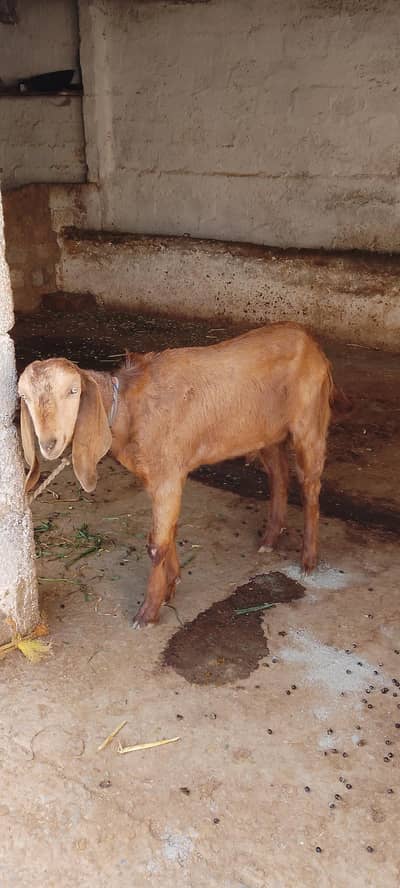 Bakra for sale