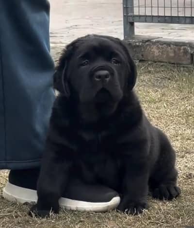 Labrador puppies 03111968618