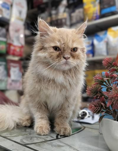 pure persian cat