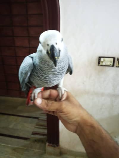 African Gray