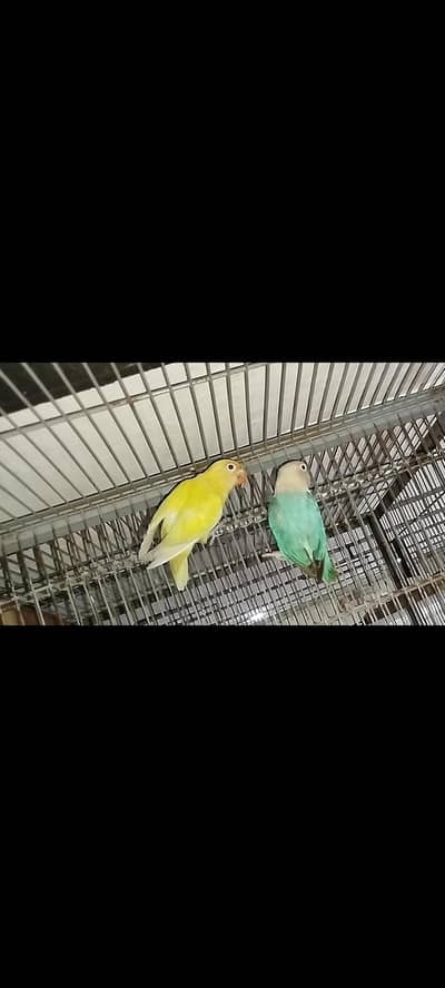 lovebirds