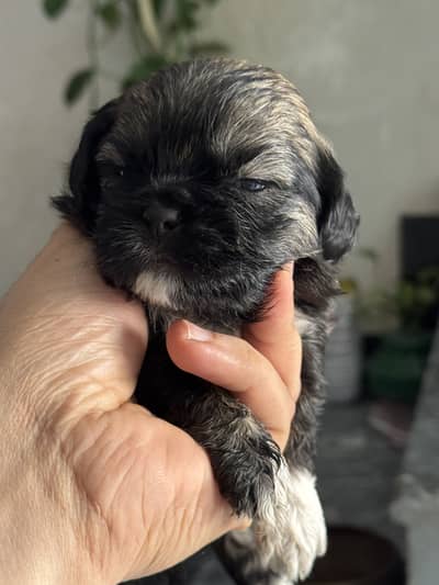 Shihtzu pupps