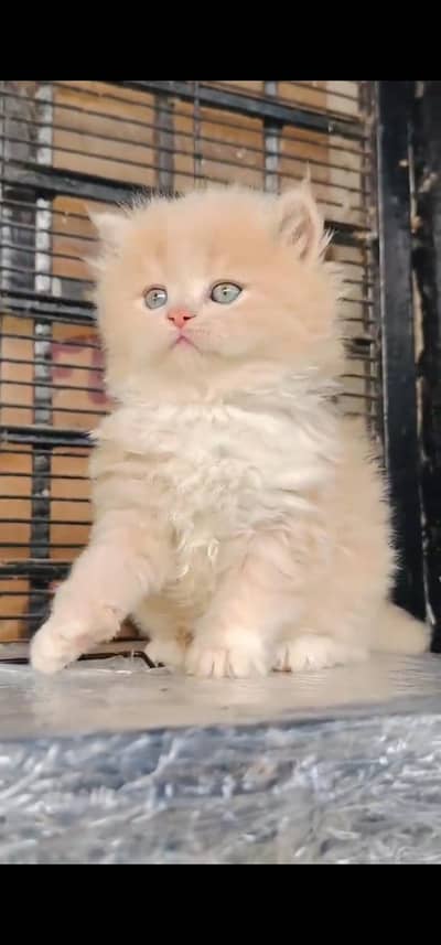 Quality Persian Punch face cat & kitten is 03233614642 WhatsApp