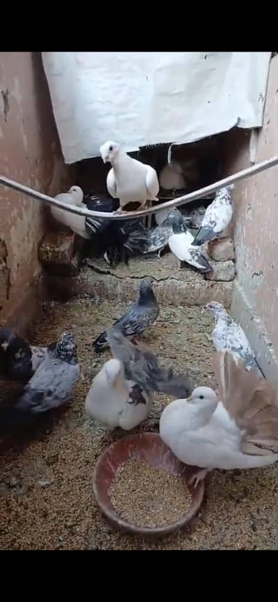 gashi kabootar  10 peice with egg and baby