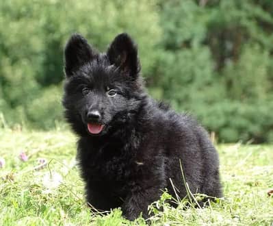 black shepherd puppies 03101565438