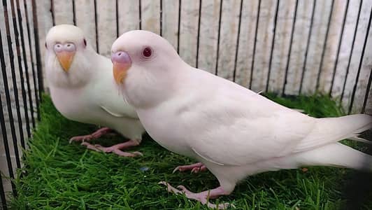 Australian budgie bajri chick's Phatay pair & Fawn Red Pied Dove