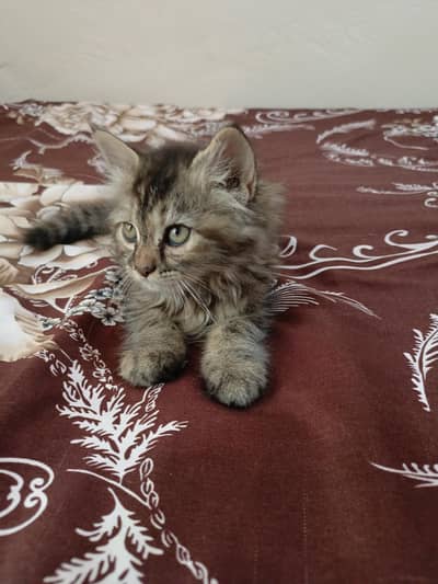 Persian female kitten