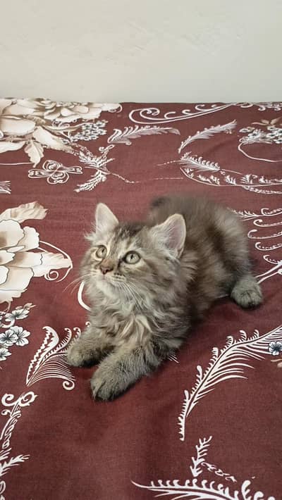 Persian female kitten