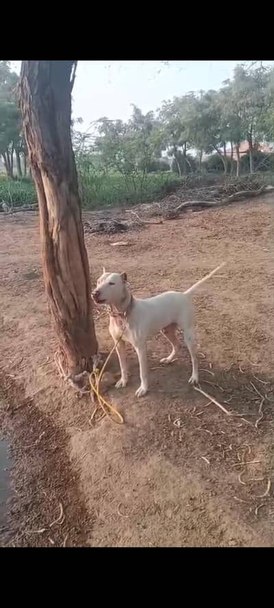 Ahtesham gujjar shaheen abad 118 cheek 22 more