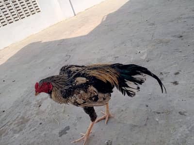 MaashaAllah! Nayab Pela jawa Murgha - Active aur Healthy for Sale