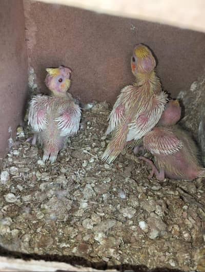 mCocktail Red eyes chicks/eno red eyes