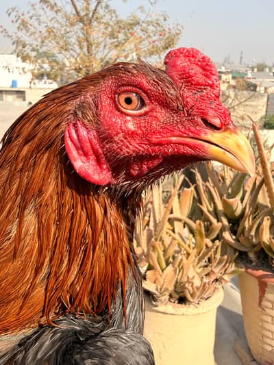 Aseel Thai /  Thai Rooster / Aseel Thai  / Aseel hens for sale
