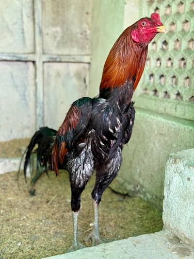 Aseel Thai /  Thai Rooster / Aseel Thai  / Aseel hens for sale