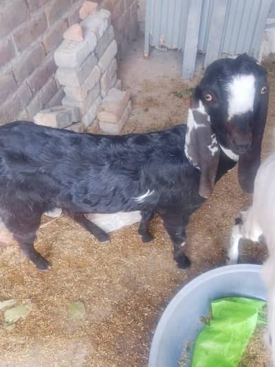 7 months ki hen femail hen dono