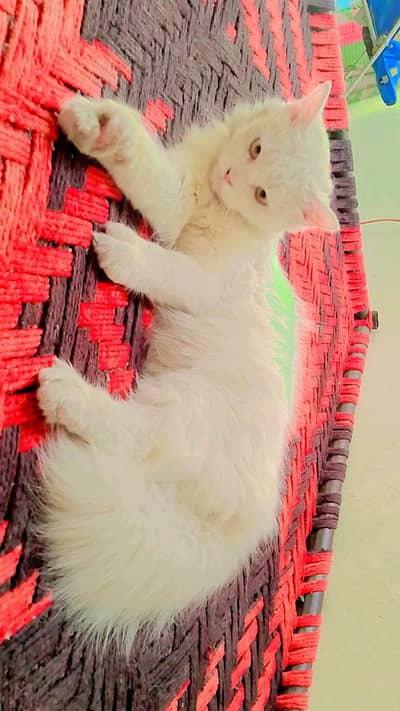 2 cats available  white and fawn cat healthy litter train vaccine done