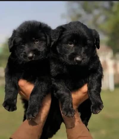 Black GERMAN Shepherd