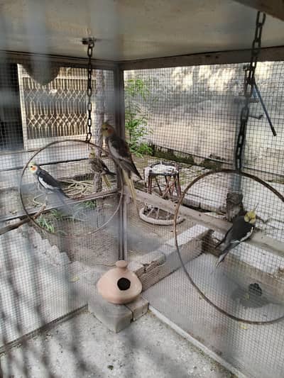 confirm breeding pairs for sale