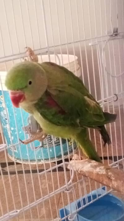 beautiful raw female for sale