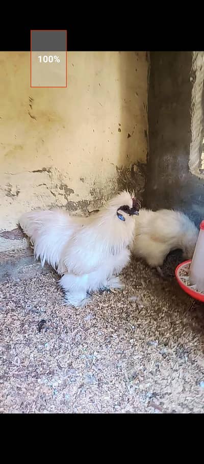 White Silkie pair