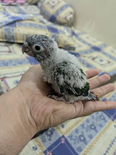 conure chiks green cheek best for hand taming