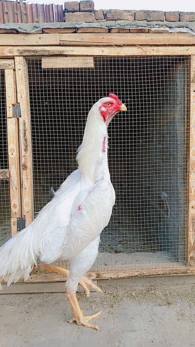 Paperwhite Shamu Aseel Pair