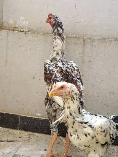 cheena  trio breeder O shamoo