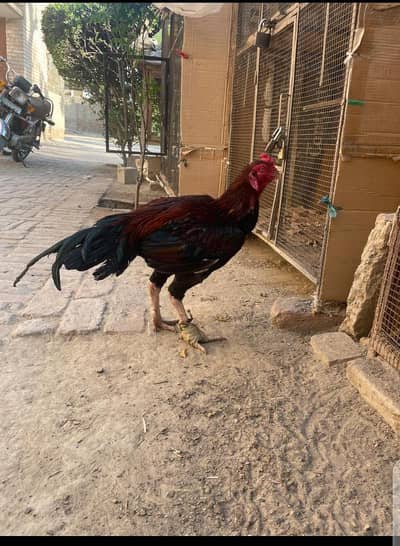 price ma thori bhut kami ho jay gi