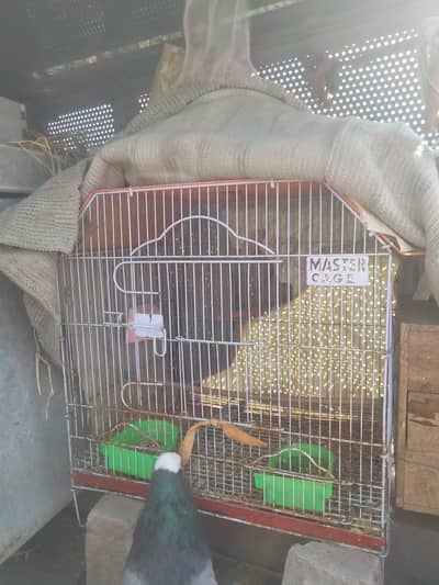 Cage With Breeding Box Master Cage