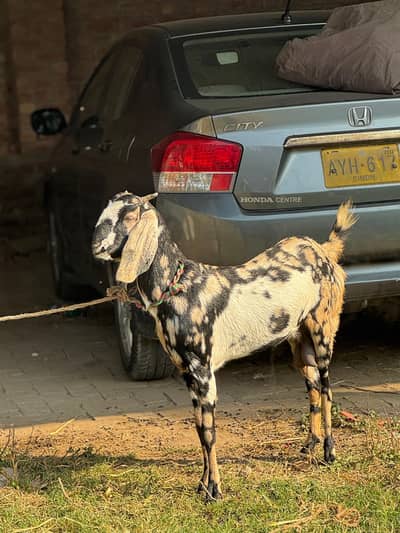 HERAN CROSS BREEDER BAKRI