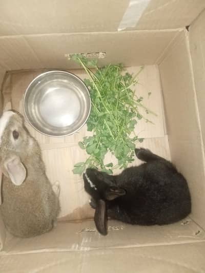 Colour full rabbits۔ one male and one female lahore saadar cantt
