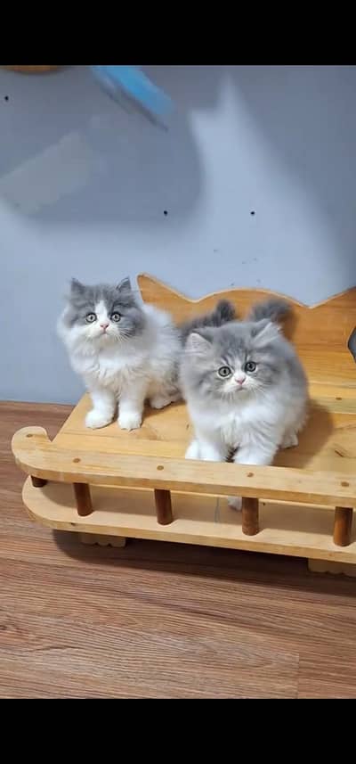Quality Persian Punch face cat & kitten is 03233614642 WhatsApp