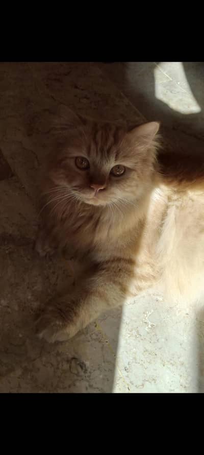 Pure breeder Persian Cat